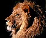 Unknown Artist African Lion painting